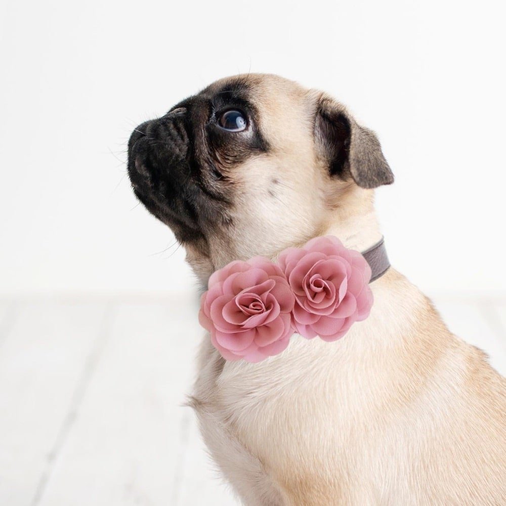 Dog collars with bows and flowers hot sale
